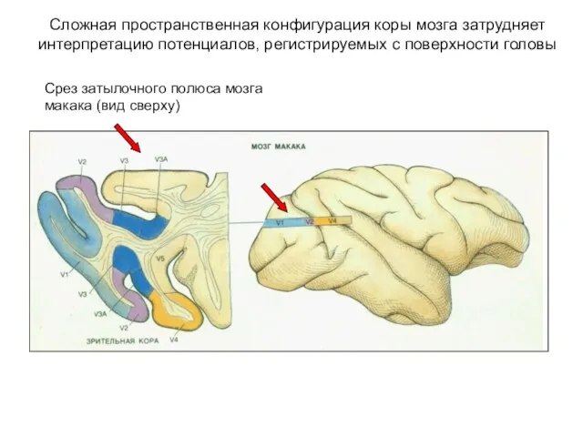 Сложная пространственная конфигурация коры мозга затрудняет интерпретацию потенциалов, регистрируемых с поверхности