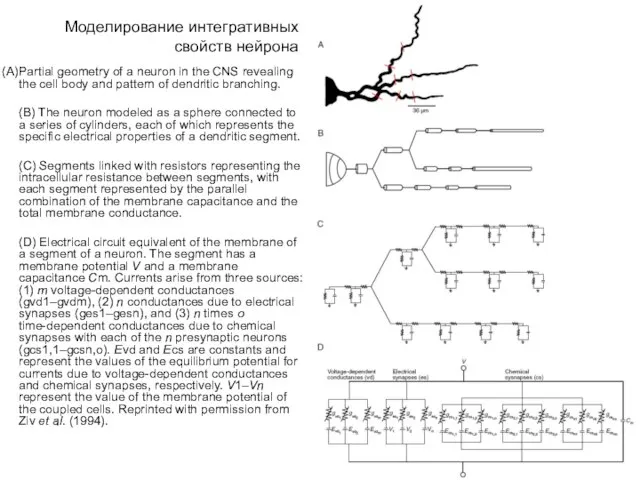 Моделирование интегративных свойств нейрона Partial geometry of a neuron in the