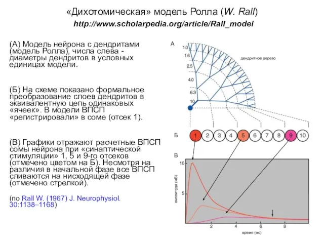 «Дихотомическая» модель Ролла (W. Rall) http://www.scholarpedia.org/article/Rall_model (А) Модель нейрона с дендритами