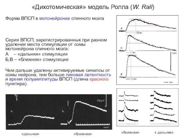«Дихотомическая» модель Ролла (W. Rall) Форма ВПСП в мотонейронах спинного мозга