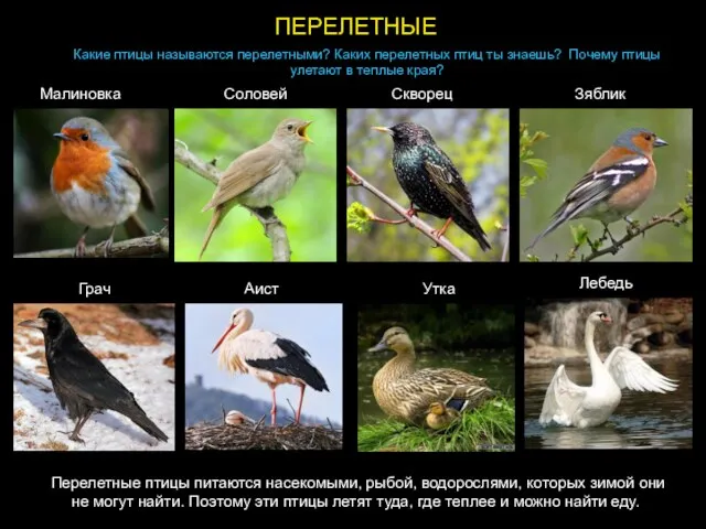 Какие птицы называются перелетными? Каких перелетных птиц ты знаешь? Почему птицы