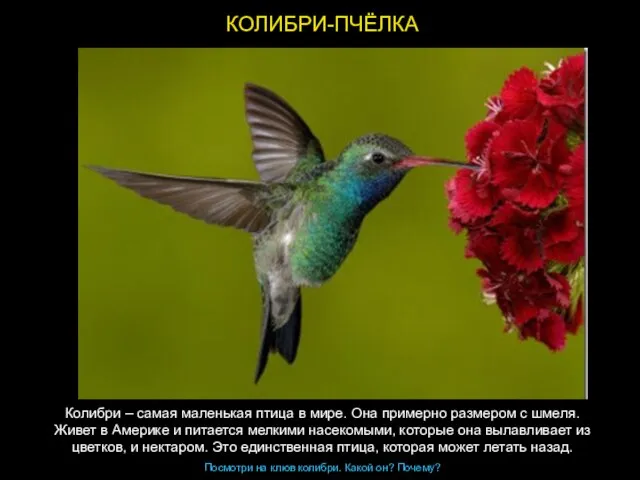 КОЛИБРИ-ПЧЁЛКА Колибри – самая маленькая птица в мире. Она примерно размером