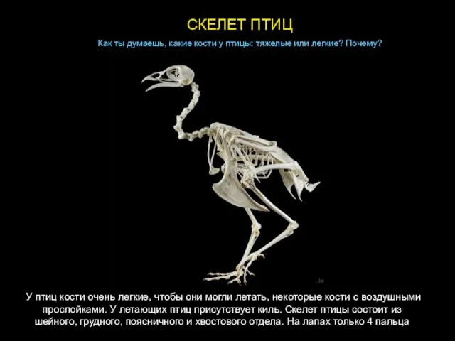 СКЕЛЕТ ПТИЦ Как ты думаешь, какие кости у птицы: тяжелые или