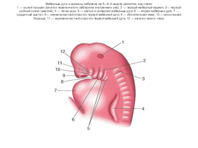 Жаберные дуги и карманы эмбриона на 5—6-й неделе развития, вид слева: