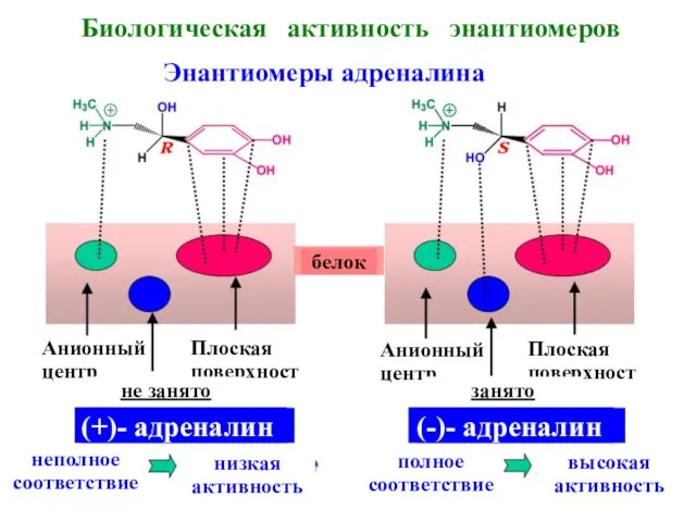 Биологическая активность энантиомеров