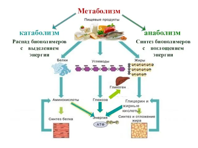 Метаболизм