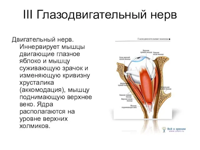 III Глазодвигательный нерв Двигательный нерв. Иннервирует мышцы двигающие глазное яблоко и