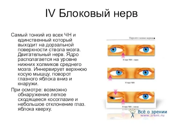 IV Блоковый нерв Самый тонкий из всех ЧН и единственный который