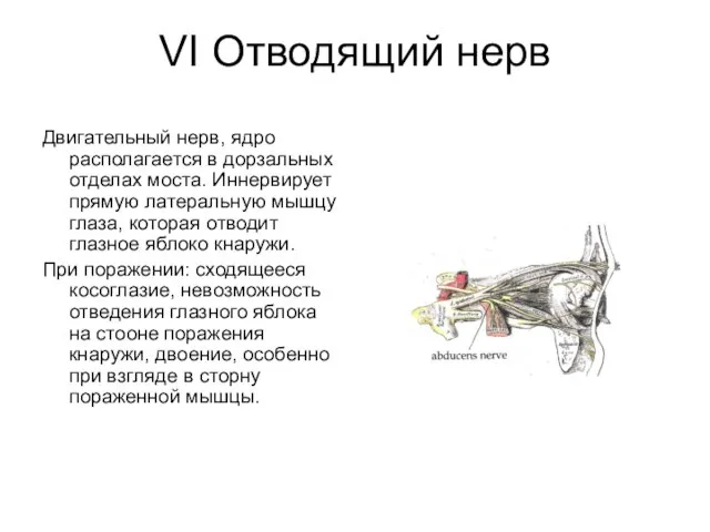 VI Отводящий нерв Двигательный нерв, ядро располагается в дорзальных отделах моста.