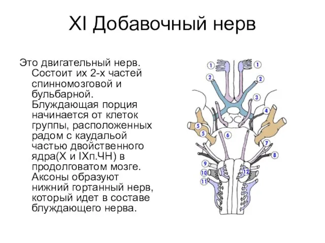 XI Добавочный нерв Это двигательный нерв. Состоит их 2-х частей спинномозговой