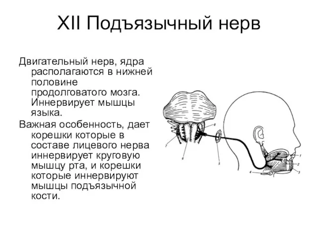 XII Подъязычный нерв Двигательный нерв, ядра располагаются в нижней половине продолговатого