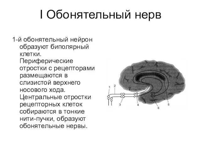 I Обонятельный нерв 1-й обонятельный нейрон образуют биполярный клетки. Периферические отростки