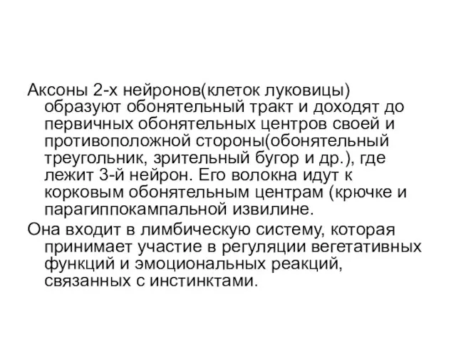 Аксоны 2-х нейронов(клеток луковицы) образуют обонятельный тракт и доходят до первичных