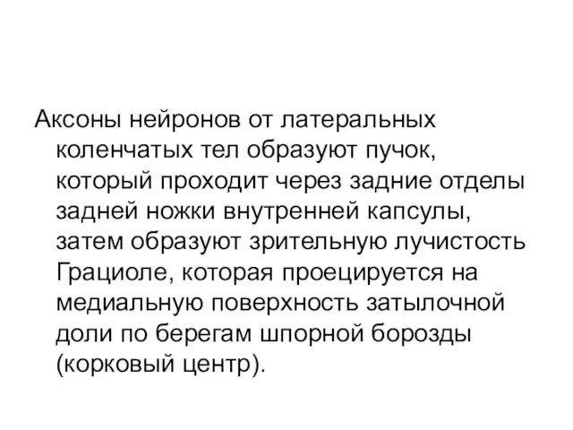 Аксоны нейронов от латеральных коленчатых тел образуют пучок, который проходит через