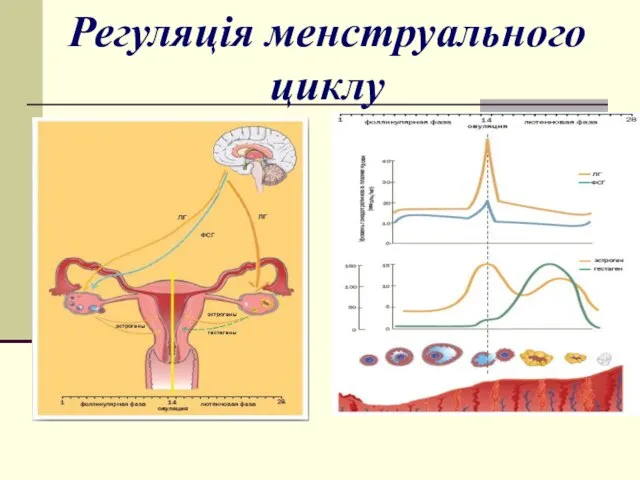 Регуляція менструального циклу