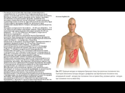 Размеры и положение желудка изменяются в зависимости от количества содержащейся в