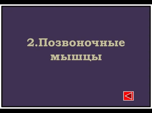 2.Позвоночные мышцы