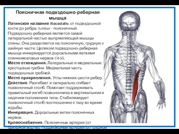Поясничная подвздошно-реберная мышца Латинское название iliocostalis: от подвздошной кости до ребра;