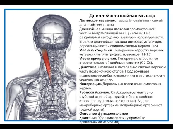 Длиннейшая шейная мышца Латинское название: iliocostalis-longissimus - самый длинный; cervix -