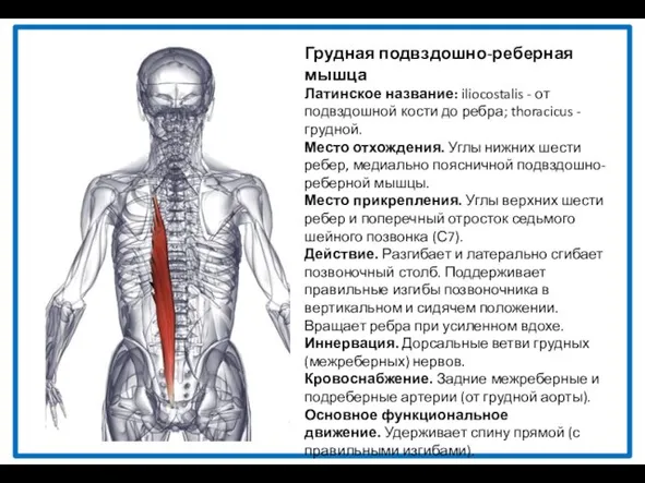 Грудная подвздошно-реберная мышца Латинское название: iliocostalis - от подвздошной кости до