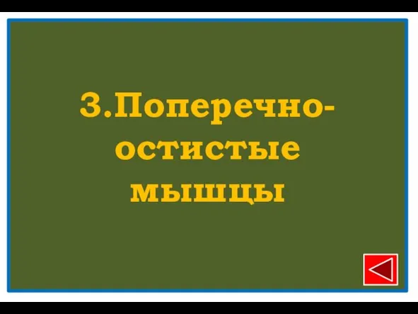 3.Поперечно-остистые мышцы