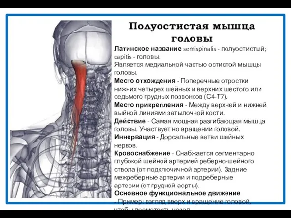 Полуостистая мышца головы Латинское название semispinalis - полуостистый; capitis - головы.