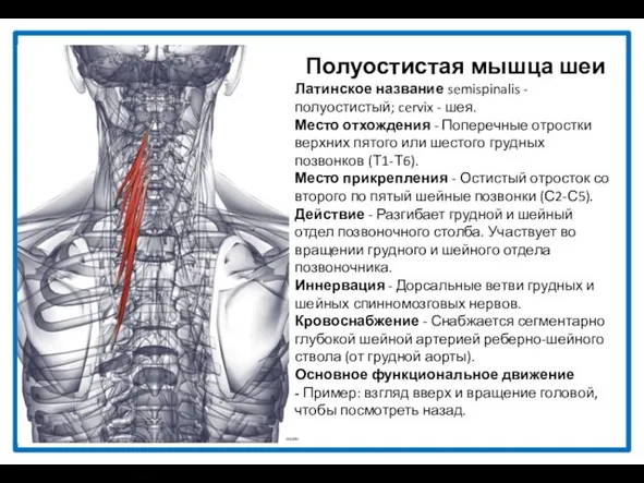 Полуостистая мышца шеи Латинское название semispinalis - полуостистый; cervix - шея.