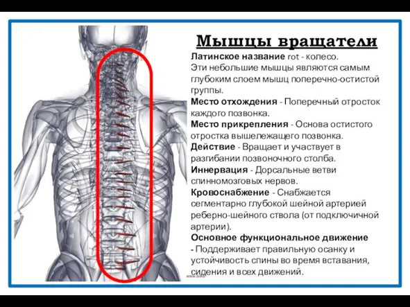 Мышцы вращатели Латинское название rot - колесо. Эти небольшие мышцы являются