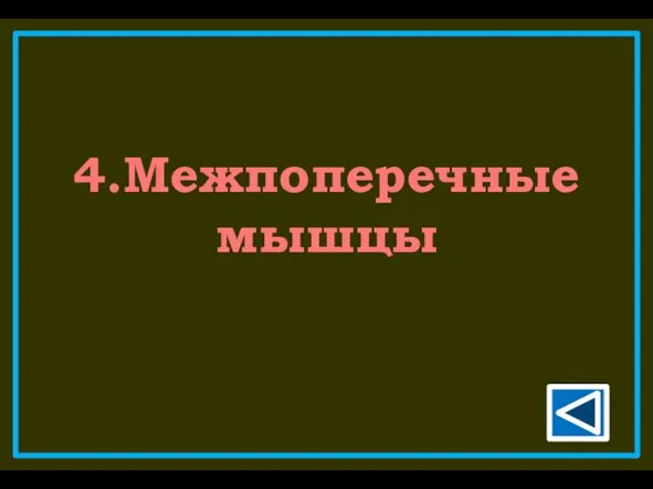 4.Межпоперечные мышцы