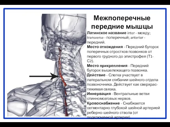 Межпоперечные передние мышцы Латинское название inter - между; transverse - поперечный;