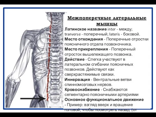 Межпоперечные латеральные мышцы Латинское название inter - между; tranverse - поперечный;