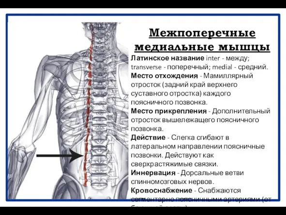 Межпоперечные медиальные мышцы Латинское название inter - между; transverse - поперечный;