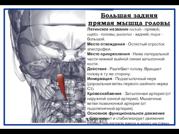 Большая задняя прямая мышца головы Латинское название rectum - прямой; capitis