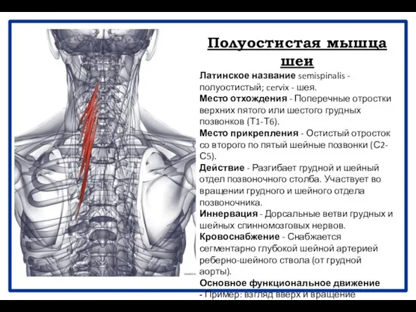 Полуостистая мышца шеи Латинское название semispinalis - полуостистый; cervix - шея.