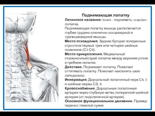 Поднимающая лопатку Латинское название: levare - поднимать; scapulae - лопатка. Поднимающая