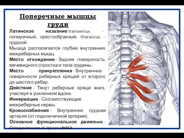 Поперечные мышцы груди Латинское название transversus - поперечный, крестообразный; thoracicus -