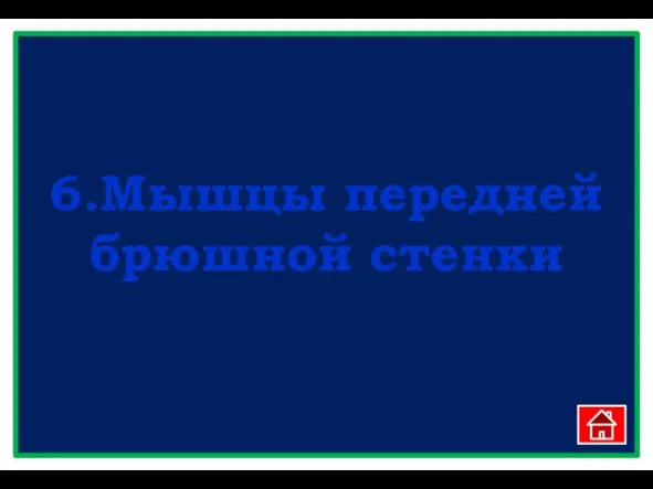 6.Мышцы передней брюшной стенки