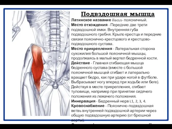 Подвздошная мышца Латинское название iliacus- поясничный. Место отхождения - Передние две