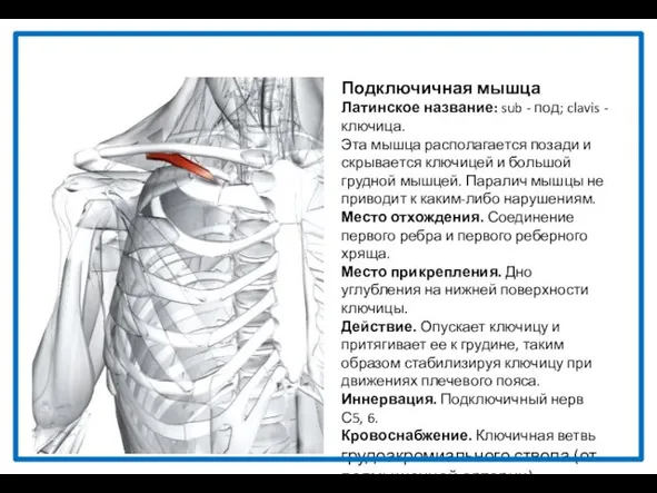 Подключичная мышца Латинское название: sub - под; clavis - ключица. Эта