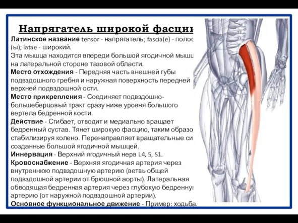 Напрягатель широкой фасции Латинское название tensor - напрягатель; fascia(e) - полоса(ы);