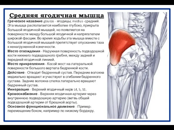 Средняя ягодичная мышца Греческое название gloutos - ягодицы; medius -средний. Эта