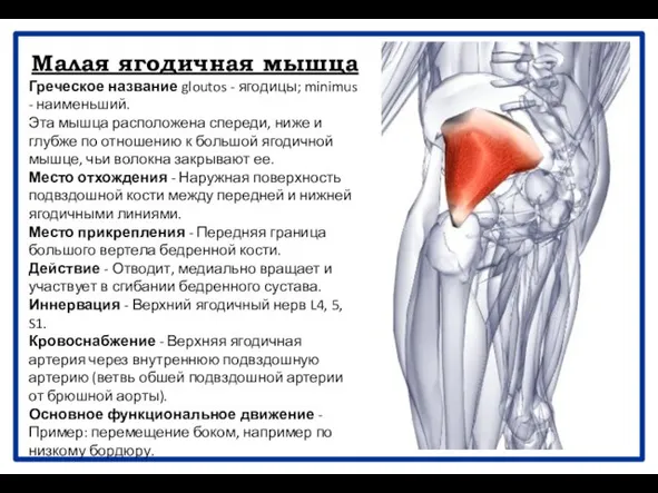 Малая ягодичная мышца Греческое название gloutos - ягодицы; minimus - наименьший.