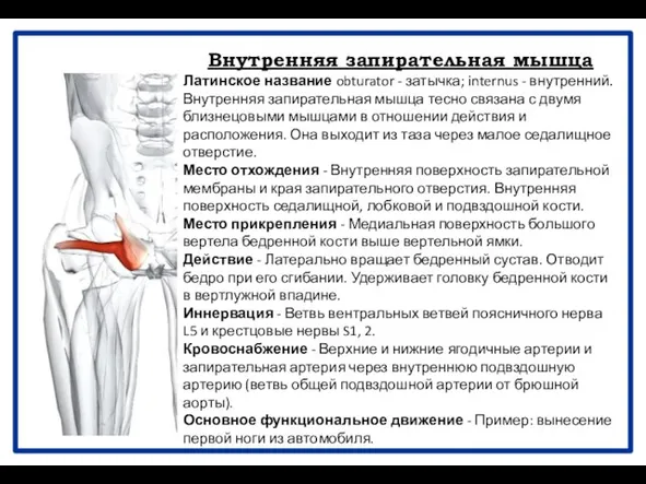 Внутренняя запирательная мышца Латинское название obturator - затычка; internus - внутренний.