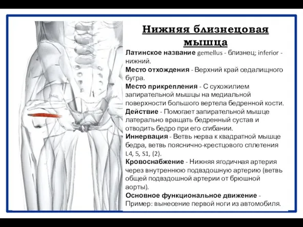 Нижняя близнецовая мышца Латинское название gemellus - близнец; inferior - нижний.