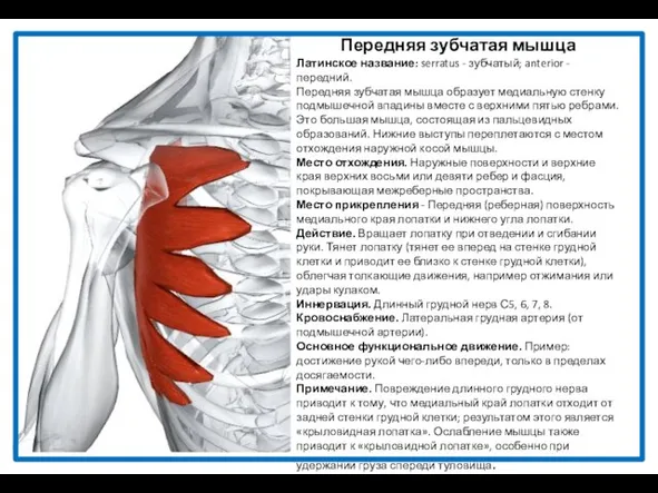 Передняя зубчатая мышца Латинское название: serratus - зубчатый; anterior -передний. Передняя