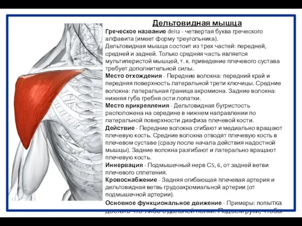 Дельтовидная мышца Греческое название delta - четвертая буква греческого алфавита (имеет