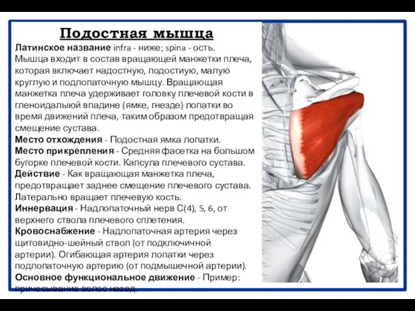 Подостная мышца Латинское название infra - ниже; spina - ость. Мышца