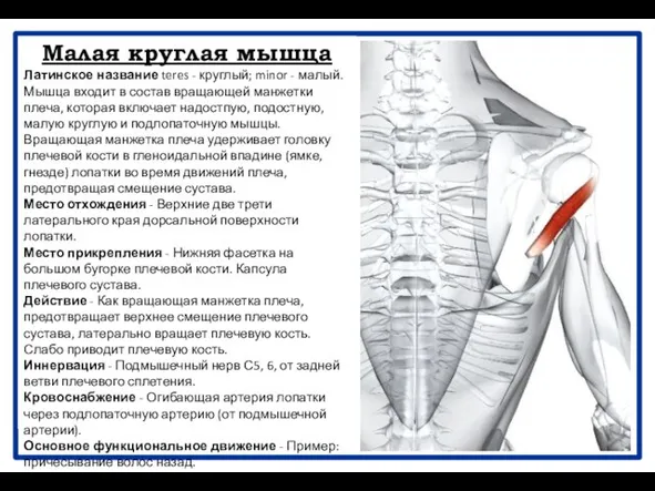 Малая круглая мышца Латинское название teres - круглый; minor - малый.