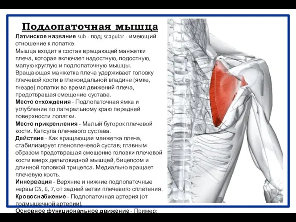 Подлопаточная мышца Латинское название sub - под; scapular - имеющий отношение