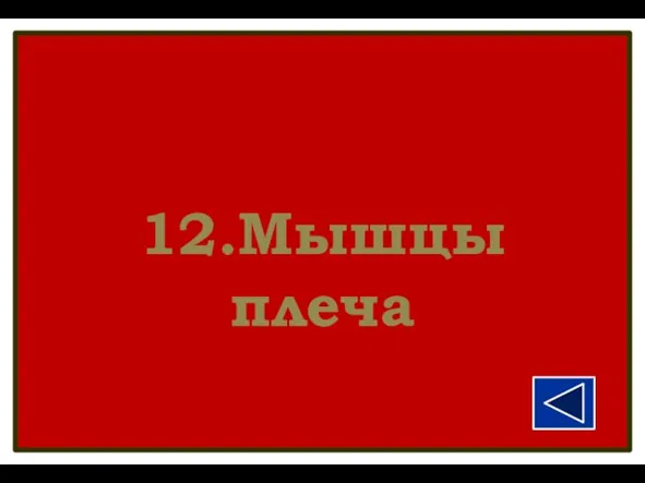 12.Мышцы плеча